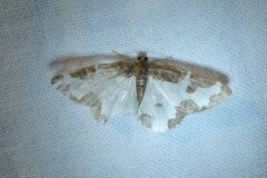 Lomaspilis marginata