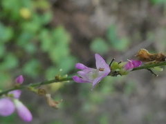 Hylodesmum glutinosum