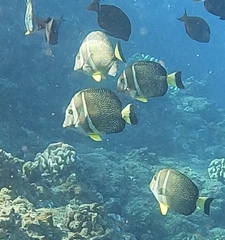 Acanthurus guttatus