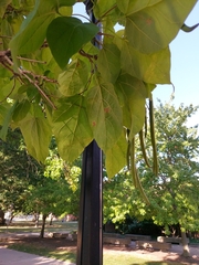 Catalpa bignonioides