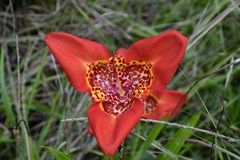 Tigridia pavonia