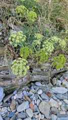Crithmum maritimum