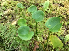 Calla palustris