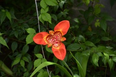 Tigridia pavonia