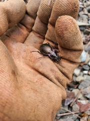 Carabus nemoralis