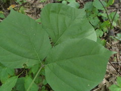 Hylodesmum glutinosum
