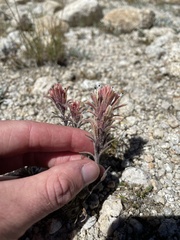 Castilleja nana