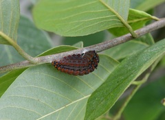 Mimoides thymbraeus thymbraeus