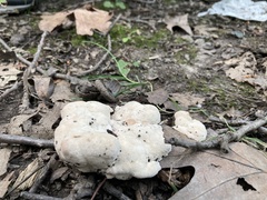 Abortiporus biennis