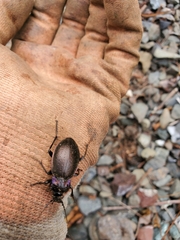 Carabus nemoralis
