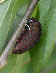 Mimoides thymbraeus thymbraeus