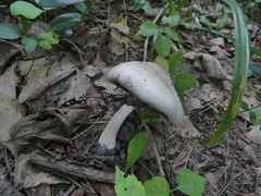 Agaricus placomyces