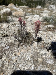 Castilleja nana