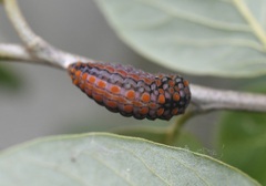 Mimoides thymbraeus thymbraeus