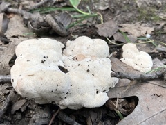 Abortiporus biennis