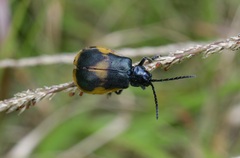 Monocesta ducalis