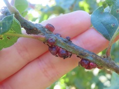 Disholcaspis mellifica