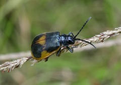 Monocesta ducalis