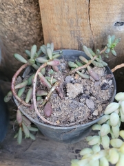 Sedum × rubrotinctum