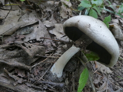 Agaricus placomyces