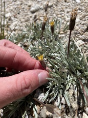 Raillardella argentea