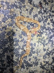 Agkistrodon laticinctus
