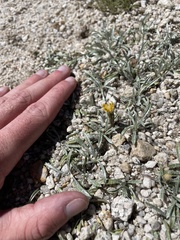 Raillardella argentea