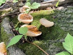 Ganoderma sessile