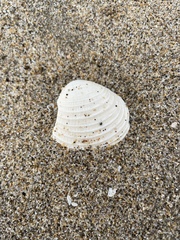 Veneridae