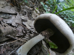 Agaricus placomyces