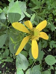 Rudbeckia laciniata