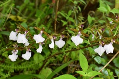Rhynchostele bictoniensis