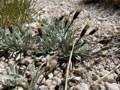 Raillardella argentea