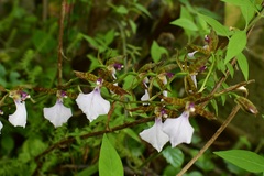Rhynchostele bictoniensis