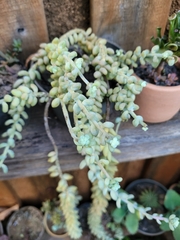 Sedum burrito