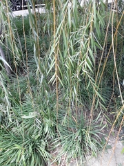 Salix babylonica