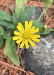 Hieracium lachenalii