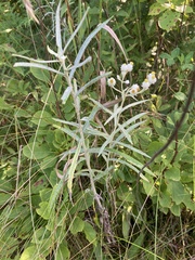 Anaphalis margaritacea