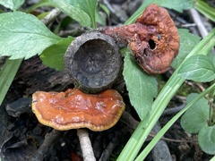 Ganoderma