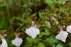 Rhynchostele bictoniensis