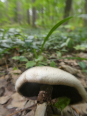 Agaricus placomyces