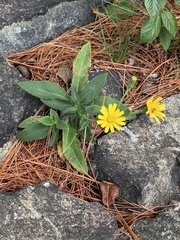 Hieracium lachenalii