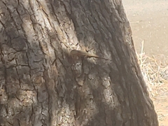 Sceloporus occidentalis