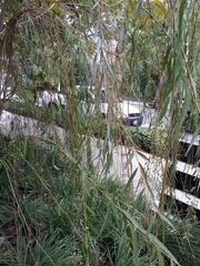 Salix babylonica