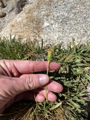 Raillardella scaposa