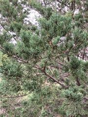 Juniperus virginiana