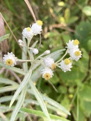 Anaphalis margaritacea