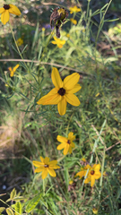 Coreopsis