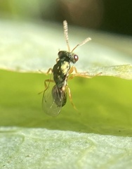 Pteromalidae