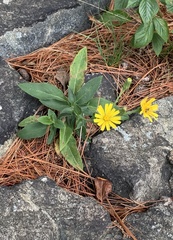 Hieracium lachenalii